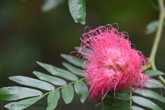 Exotic Flowers