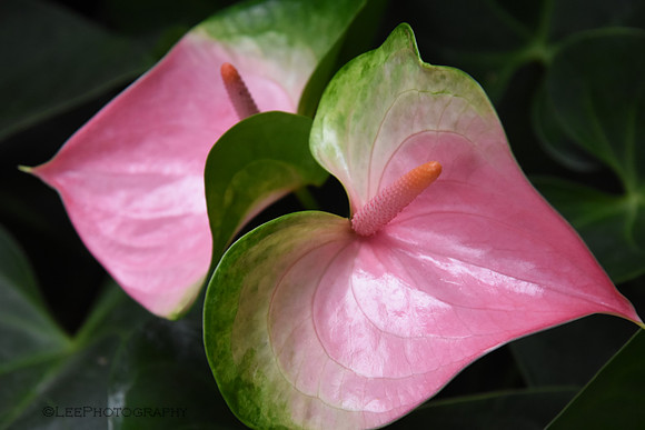 Exotic Flowers
