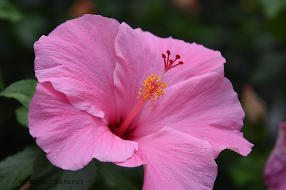 Exotic Flowers