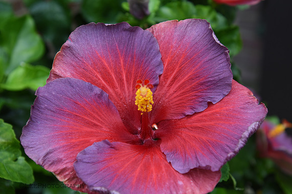 Exotic Flowers