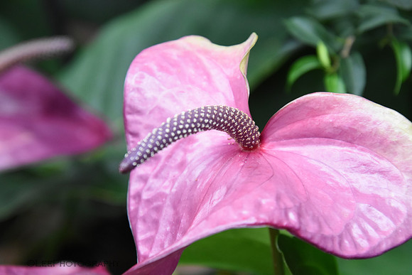 Exotic Flowers