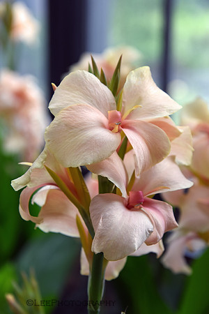 Exotic Flowers