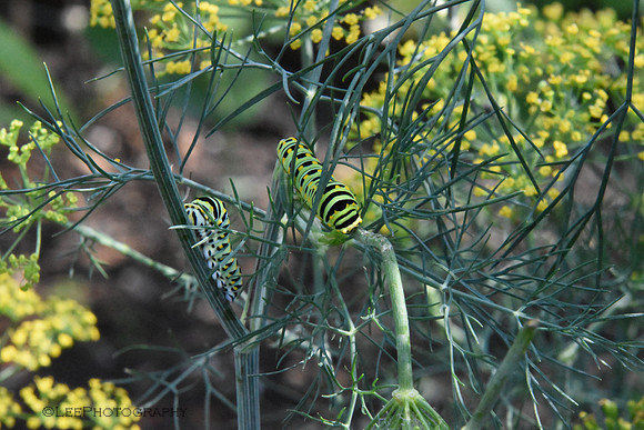 Caterpillars Hiding in Plain Sight