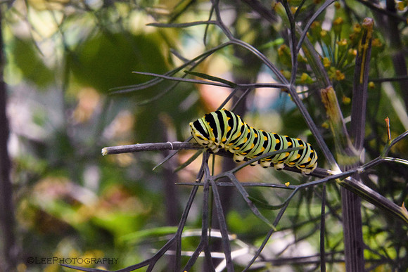 Caterpillars Hiding in Plain Sight