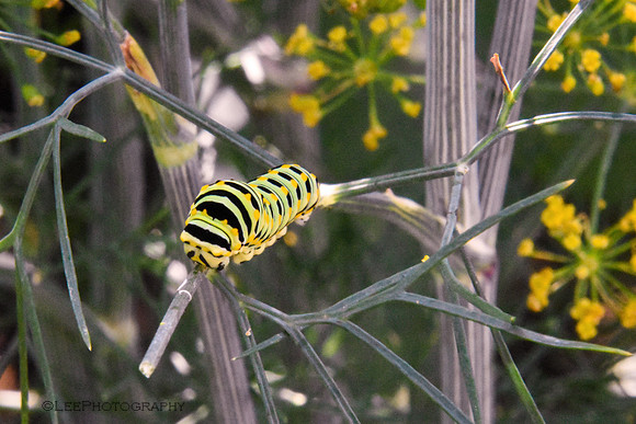 Caterpillars Hiding in Plain Sight