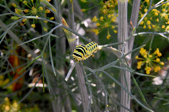 Caterpillar Hiding in Plain Sight