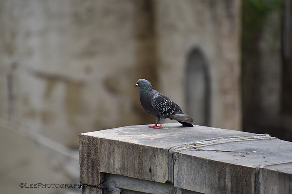 Pigeon On A Ledge Overlooking Waterfalls