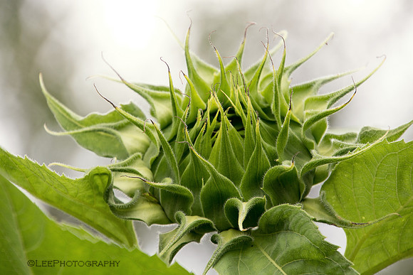 Sunflower, unopened