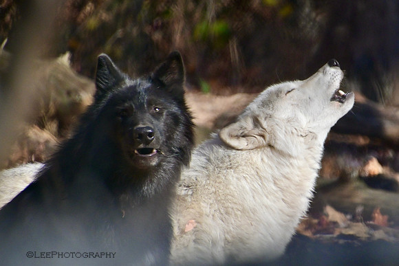 Lakota Wildlife Preserve