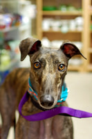 Greyhound