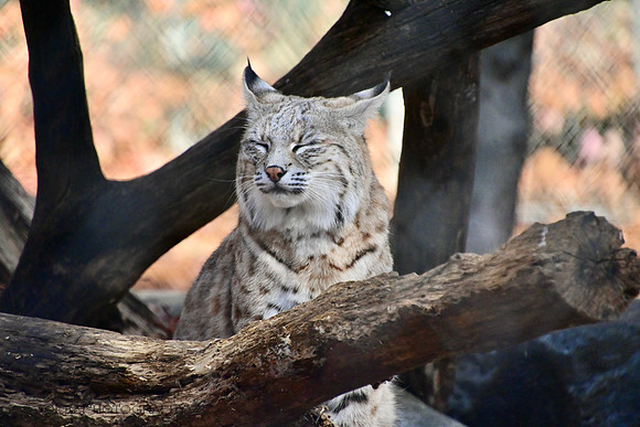 Lakota Wildlife Preserve