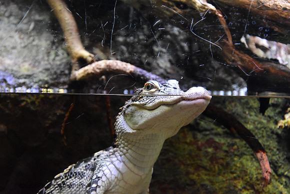 Mini Crocodile, Shedd Aquarium, Chicago.