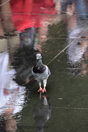 Chicago Pigeon