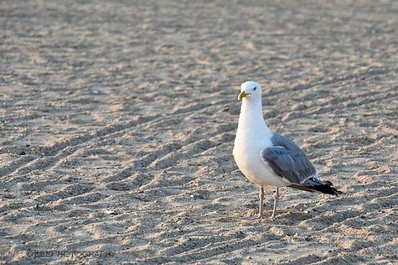 Cape Cod Memories