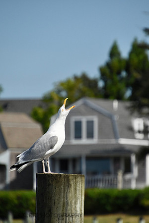 Cape Cod Memories