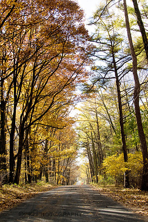 Golden Fall