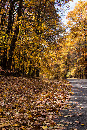 Golden Fall