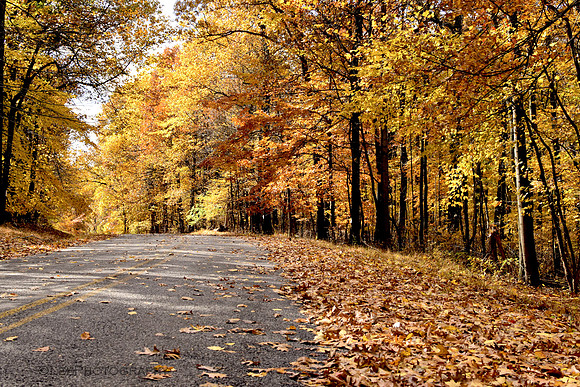 Golden Fall