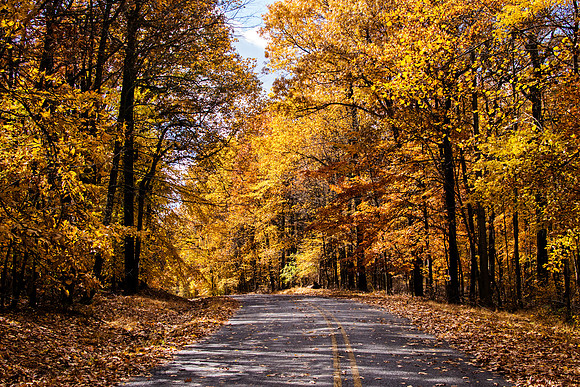 Golden Fall