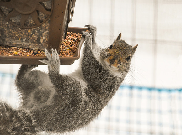 Squirrel Acrobatics