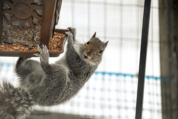 Squirrel Acrobatics