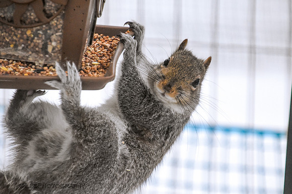 Squirrel Acrobatics