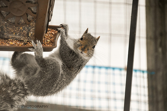 Squirrel Acrobatics