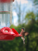 Hummingbird On Feeder