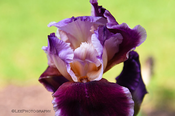 Hippy Dippy Iris
