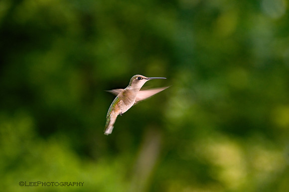 Hummingbird In Flight