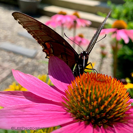 Butterfly Stare