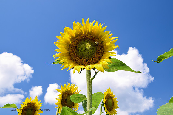 Sunflower Trail
