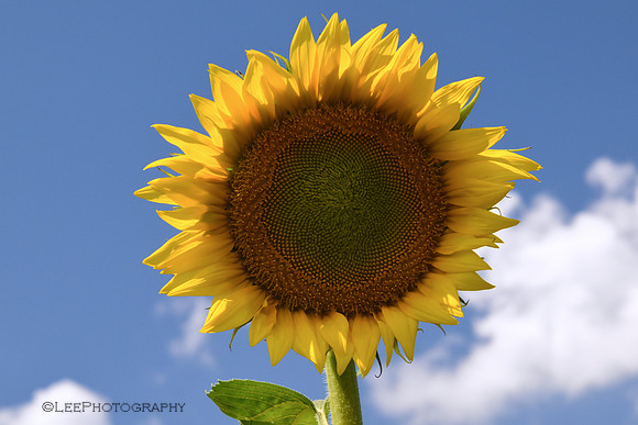 Sunflower Trail