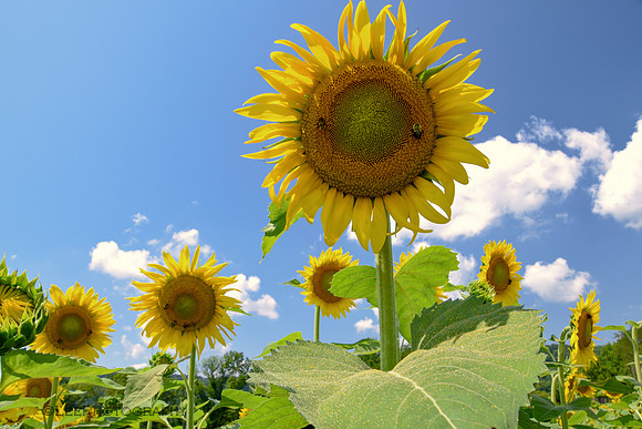 Sunflower Trail