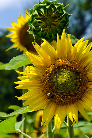 Sunflower Trail