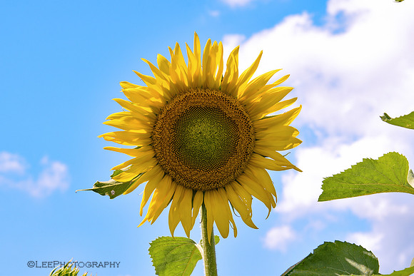Sunflower Trail