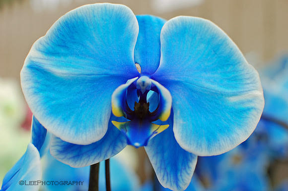 Orchid, Blue
