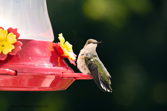 Hummingbird Portraiture