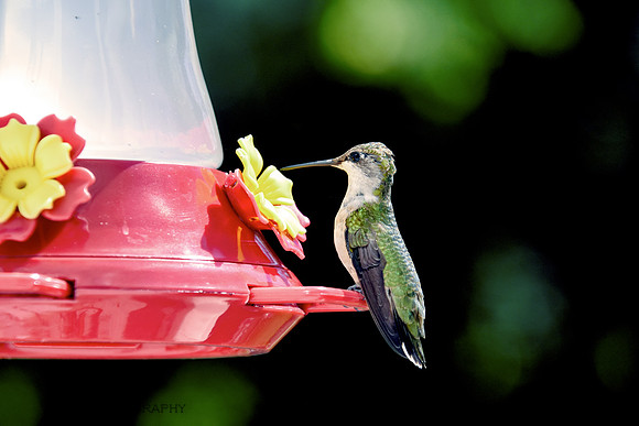 Hummingbird Portraiture