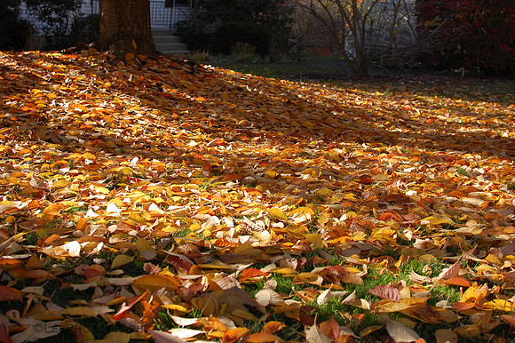 Leaves, Leaves Everywhere