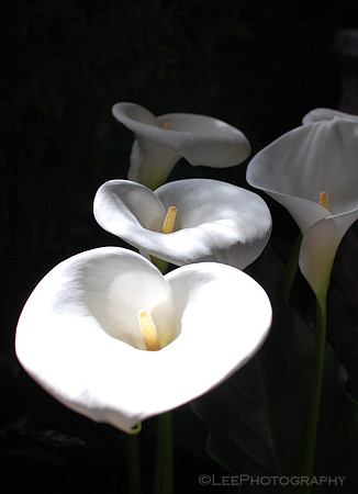 Calla Lilies