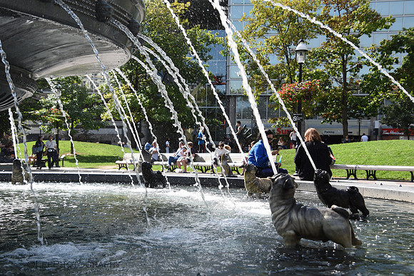 Doggie Fountain