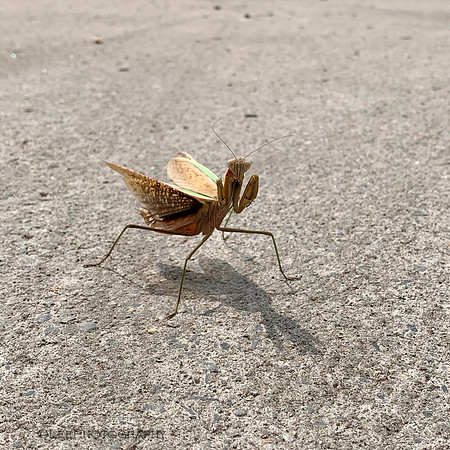 Praying Mantis