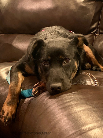 Meet Penny