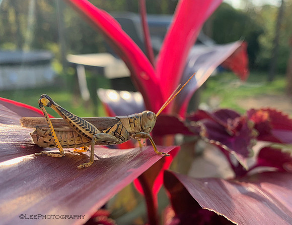 Grasshopper Has A Face