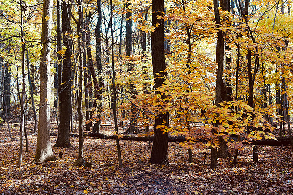 Fall Vibes 2021