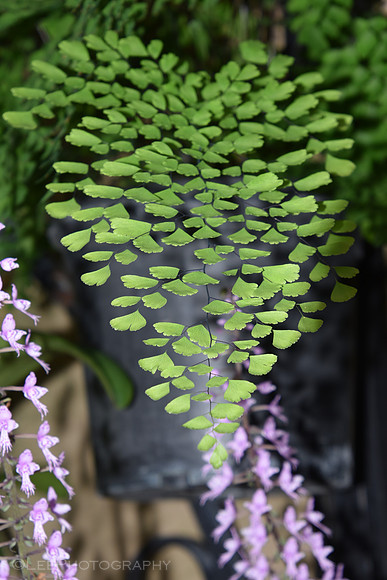 Tiny Leaves Make a Heart
