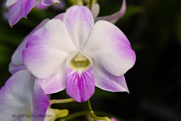 Orchid Has Teeth