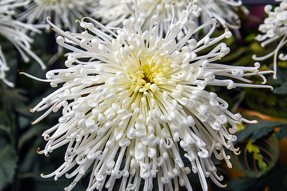 Giant Mum
