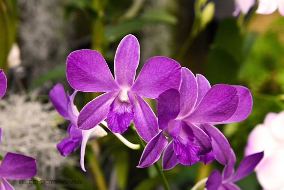 Dainty Orchid